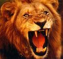 Every morning a lion wakes up It knows it must