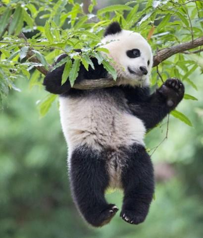 Pandas have lived on Earth for two to three million years.