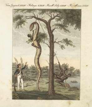 of our Galley, that the Buffalo-Snake (Boa