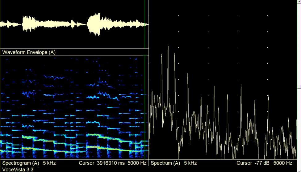 Spectrogram(A) and Waveform Envelope (A) Despite audio interference from the piano accompaniment, there is an obvious increase in the fundamental frequency and overtones in her singing.