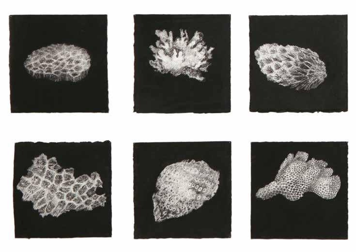 30 Corals, 2014-2015, charcoal on paper, 19 x 19cm (detail) Cnr Clarence & Hay Streets, Port Macquarie NSW 2444 Contact call: 02 6581 8888 email: info@glasshouse.org.