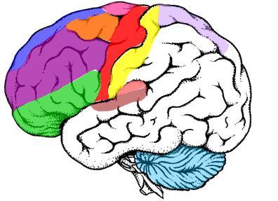 3. MUSIC IMAGERY PMA SMA M1 S1 Superior Parietal Lobe Prefrontal Lobe A2 A1 Cerebellum FIGURE 2 ACTIVE NEURAL AREAS DURING MUSIC PERFORMANCE AND IMAGERY Music performance and music imagery share