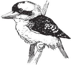 Read the text Kookaburra. The spelling mistakes have been circled. Write the correct spelling for each circled word in the box. Kookaburra Here is a kookaburra. 1 It has a sharp beek.