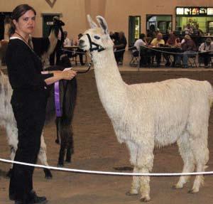 LINKING UP Interview with Tammie Efraimson-Hiraga by Sue Wilde Hi Tammie, when was your first introduction to llamas and what was the hook that prompted you to buy your first llamas?