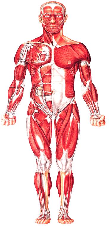 1 Name all the labelled muscles. (8) (Note a GROUP NAME is required for labels 5, 6 and 7) 14.