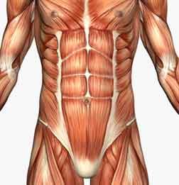 NATIONAL SENIOR CERTIFICATE: DANCE STUDIES Page 8 of 11 SECTION C QUESTION 10 ANATOMY AND HEALTHCARE Muscles of the Abdominal Wall 10.1 List FOUR of the muscles of the abdominal wall. (4) 10.