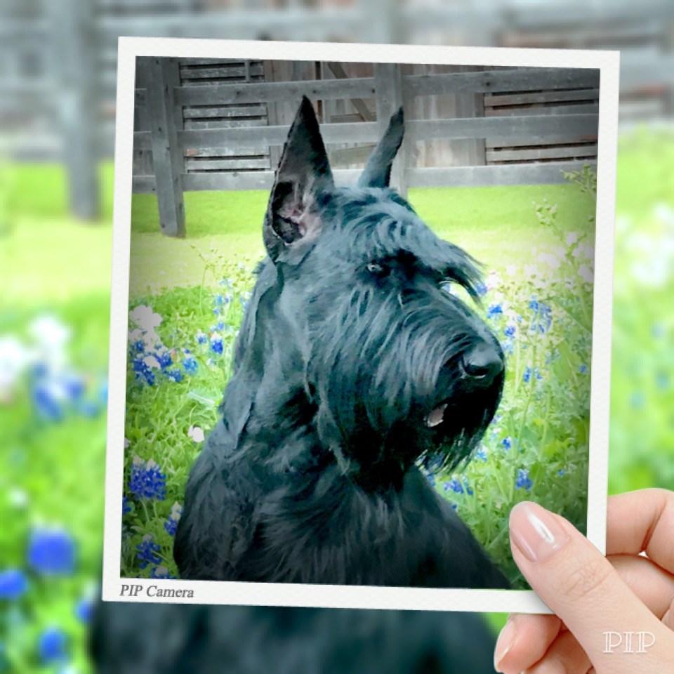 GSCA E NEWSLETTER Editor: Robyn Elliott gscatales@gmail.com Celebrating 54 years of the GSCA Giant Schnauzer Club of America, Inc. is a member club of the AKC.