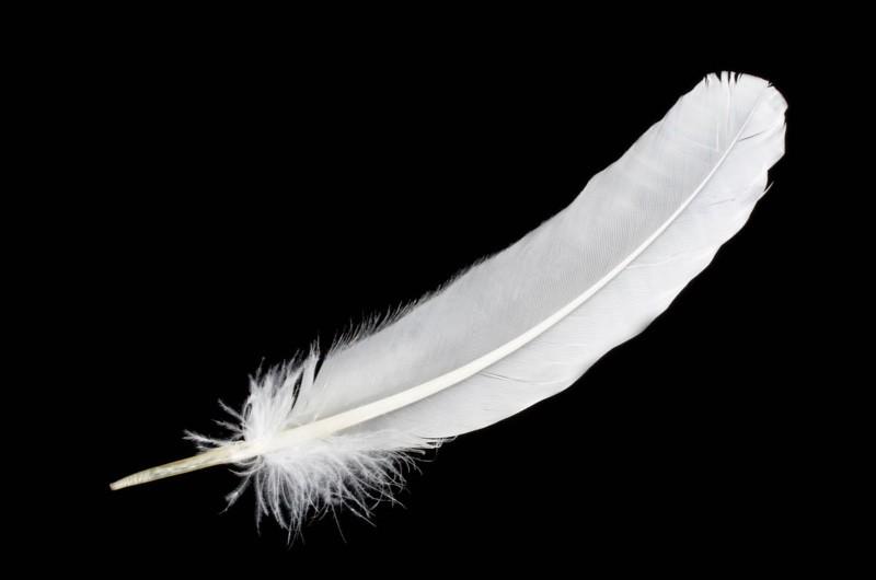 Good to Know Showing the White Feather. At one point Uncle Andrew tells Digory, I hope, Digory, you are not given to showing the white feather.