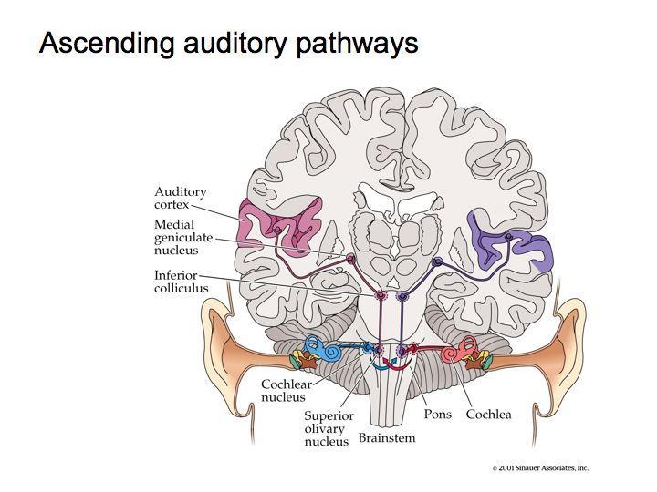 14 Tonotopic organization in auditory nerves, and beyond http://www.cns.nyu.