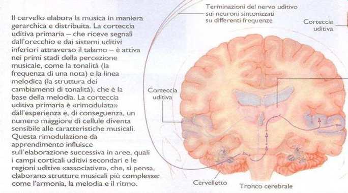 The musical brain: