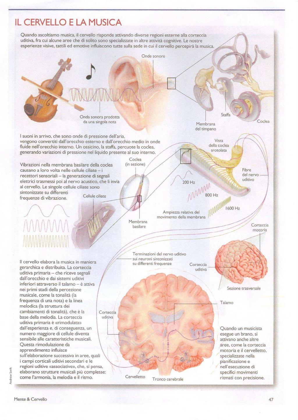 The brain elaborates music in a hierarchical and distributed way.
