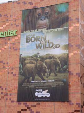 With Born to be Wild, the IMAX and Warner Bros 3D film, due for theatre release on 8th April it was important that our own Dame Daphne Sheldrick join the press tour in the USA.