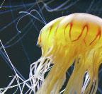 Jellyfish look