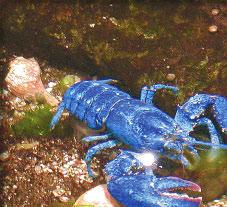 Here is a blue lobster!