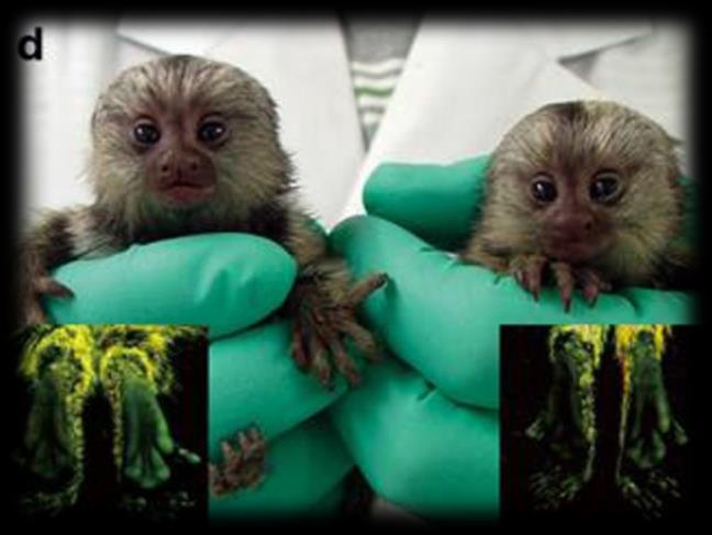 Recent Drivers of Increased Use Neuroscience Gene Editing/Transgenics Benefits of the marmoset Ability to gestate up to 4 embryos per pregnancy Production of up to 2 pregnancies per year Maturation