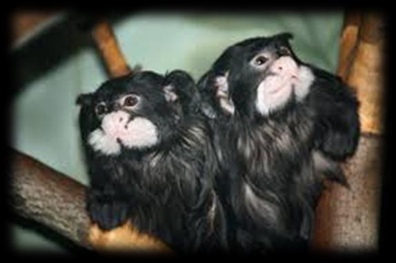 Species at the Marmoset Research