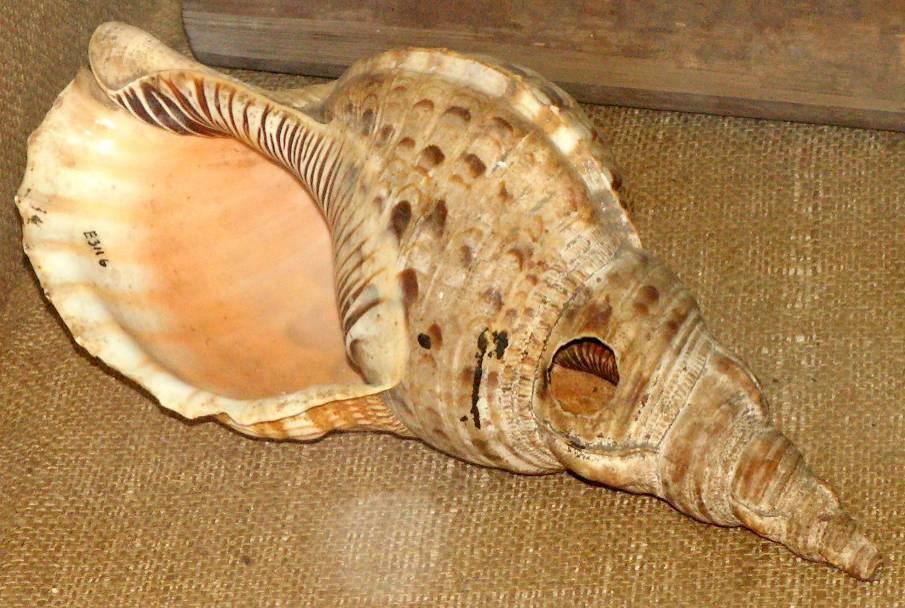 Transverse conch Transverse conch from