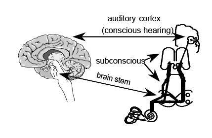 FROM THE JASTREBOFF MODEL Jonathan Hazell FRCS,: Director, Tinnitus and Hyperacusis Centre, London UK How we hear The conscious awareness of sound takes place near the surface of the brain, when a