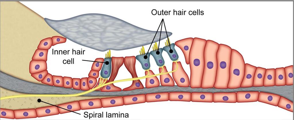 Hair cells in