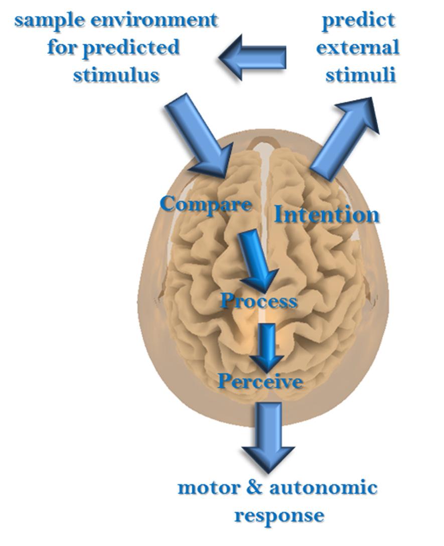 Why phantom sound? Why does the brain generates tinnitus? bottom-up top-down 1. Sensory deprivation leads to limits the amount of information the brain can acquire 2.