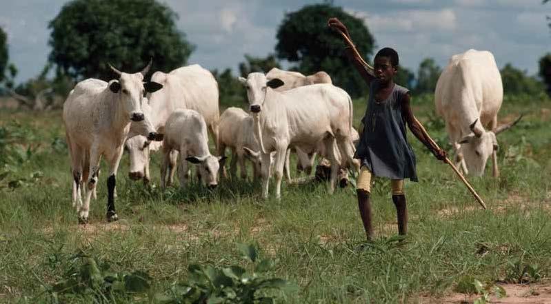 LESSON A & B VIEWING Coming of Age Fulani boys take their cows to find food during the wet season. If they are successful, the boys become men.