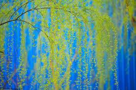 The golden willows