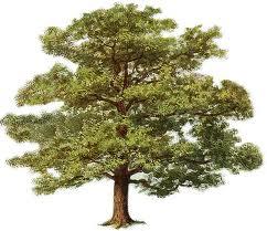 39 tree a woody plant tree a data