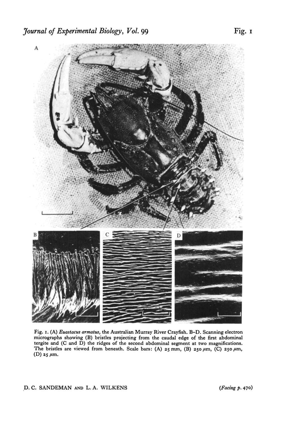 Journal of Experimental Biology, Vol. 99 Fig. i Fig. i. (A) Euastacus armatus, the Australian Murray River Crayfish. B-D.