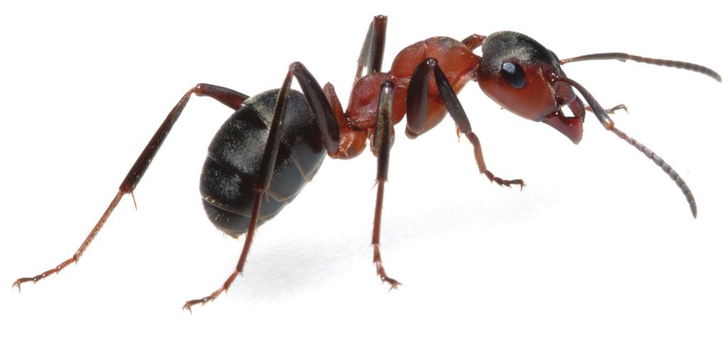 The ant Antennae Ants use their antennae to feel vibrations, smell, hear and taste. Ants also use their antennae to speak with other ants.