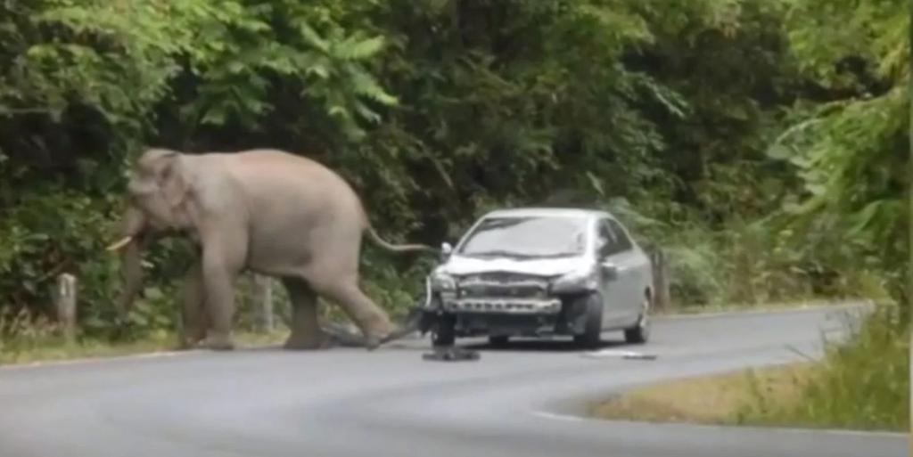 Elephant next to a car. Digital Image. The Daily Dot. 13 January 2015. www.dailydot.