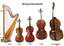 The Orchestra Family Instruments in that family highest Strings Woodwind Brass Percussion Conductor lowest What they look like!