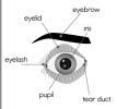 4 [Repeat the name of each part of the eye, asking students to gently touch that part as you name it.] in your eyes.
