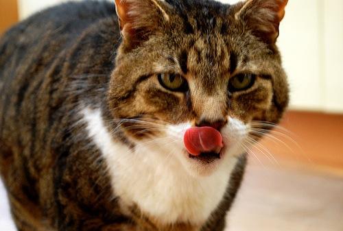 Cat got your tongue : used when someone is unusually quiet or