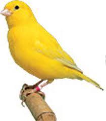 Extras and Props Provide by the venue - One canary bird, must be a real bird. If a canary is not possible, we need a bird with yellow feathers and about the same size of a canary (see picture below).