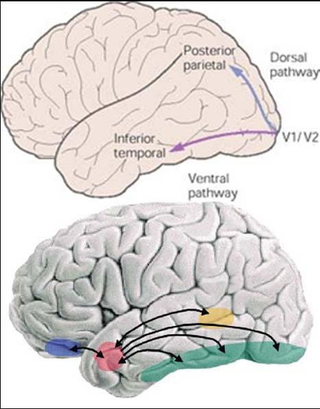 enhance / integrate dorsal / medial OFC(affective memory; gut