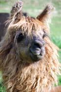 Yes, the Argentines are winning in the showring and fleece contests. And yes, their exotic look is catching the eye of many llama breeders.