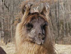 questions. Q #1. Is that a llama or an alpaca? A #1. Hopefully no one needs help with this one? Right? Q #2. Do they spit? A #2. My answer is.