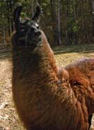 .. feed them, water them, clean up their poop and love them. Oh Oh that sounds like a pet!! So I guess my llamas are pets.