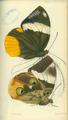 67 Wallace, Alfred Russel: THE TRANSACTIONS OF THE ENTOMOLOGICAL SOCIETY OF LONDON. New Series. Vol. IV. First Edition; pp.