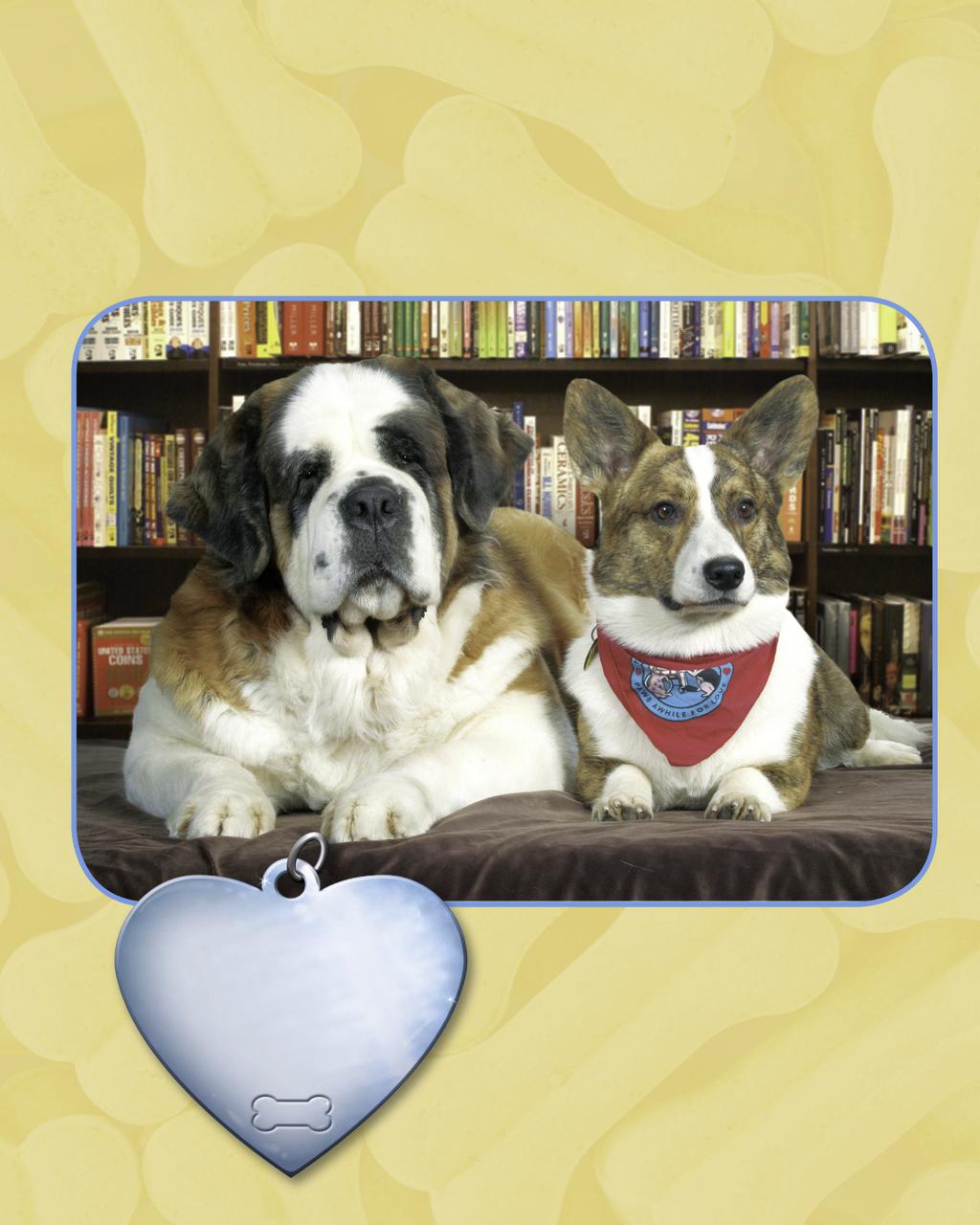 The relationship Katie has with the children that come to the library is typical of a Saint Bernard. These dogs are known for being gentle, calm, and well behaved.