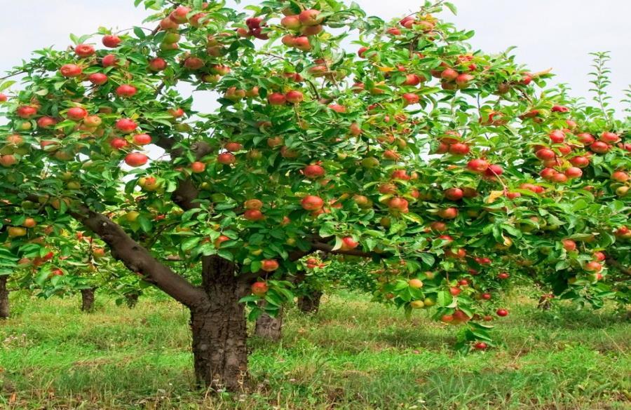 In the end apples trees can be very rewarding, but they are a challenge for sure.