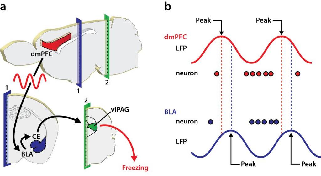 Supplementary Figure 11 Circuit and potential mechanism of 4-Hz-mediated freezing behavior.