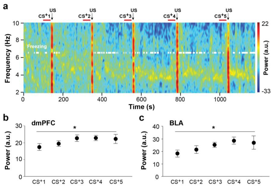 Supplementary Figure 2 Development of dmpfc and BLA 4-Hz oscillations during fear conditioning.