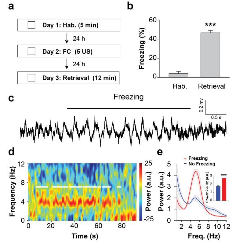 Supplementary Figure 3 Emergence of dmpfc 4-Hz oscillations during contextual fear behaviour. (a, b) Protocol and behavioural results. During Habituation (Hab.