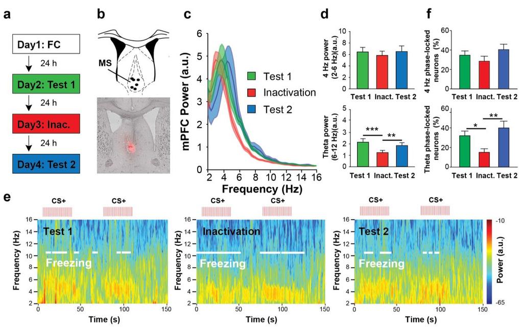 Supplementary Figure 5 Reversible inactivation of the medial septum does not block dmpfc 4-Hz oscillations.