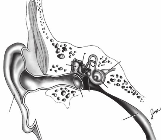 Seeing and Hearing 13 Incus Malleus Auditory nerve Auditory canal Stapes Ear drum Cochlea Pinna Eustachian tube Figure 1.11 The anatomy of the ear.