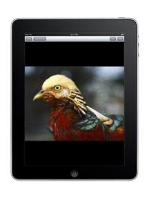 ipad 1G, iphone 3GS/4 and ipod touch 3G/4G devices with ios 4.1/4.2 are supported. Side-by-Side Function* 10 The PT-FW430E can simultaneously display images from two sources onto a single screen.