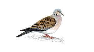The Turtle Dove Ralph Vaughan Williams 1872 1958 Ralph Vaughan Williams is considered by some to be the most important British composer of his time.