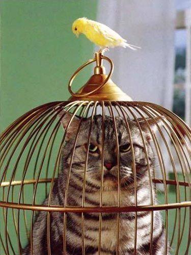 Week 8 Creative Writing Imagine you have a pet cat and a pet bird. You come home and find your cat in your bird s cage. Write a story to tell how this has happened.