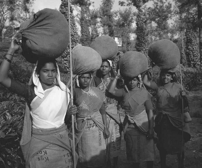 CONCLUSION 301 Kerala women carrying tealeaf harvest on their heads near Kanjirappally, 1999. (Robert van der Hilst/ Corbis) supported by the dynamism of the Indian diaspora.